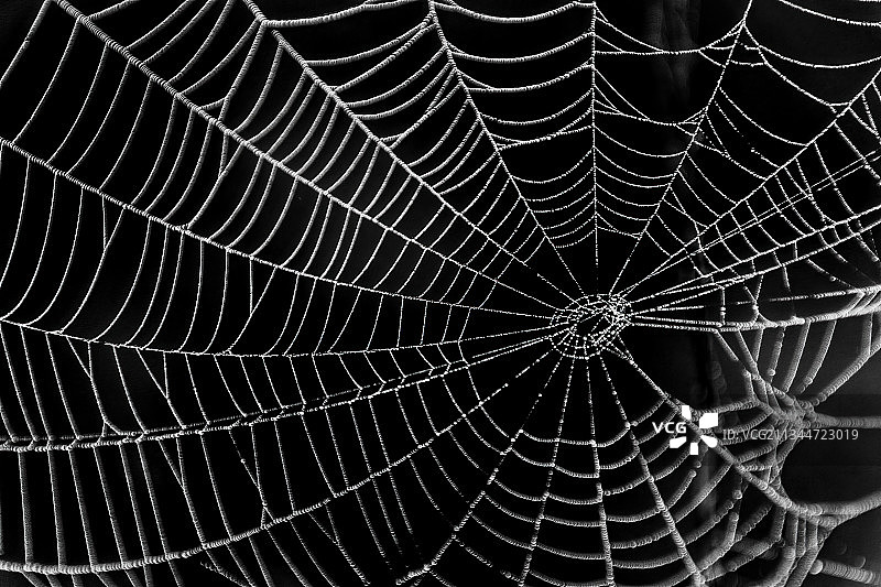 蜘蛛在网上的特写镜头图片素材