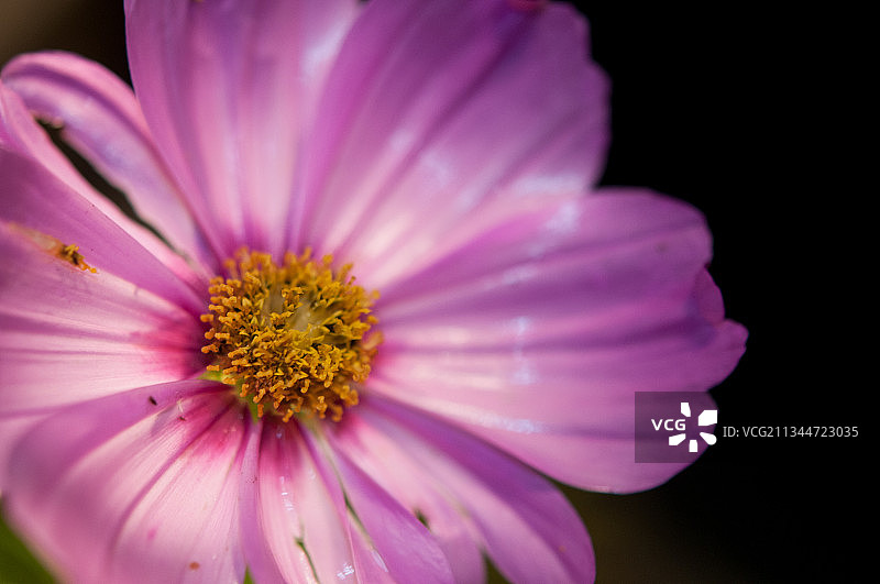 粉色波斯菊花特写，美国纽约图片素材