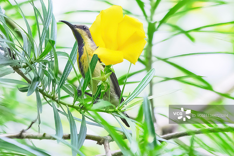 印度西孟加拉邦加尔各答黄色植物特写图片素材