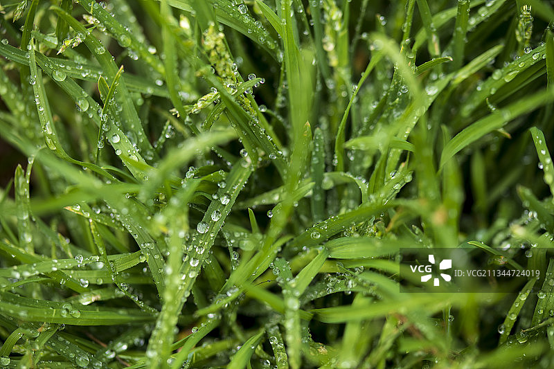 澳大利亚新南威尔士州彭里斯的湿植物全景照片图片素材