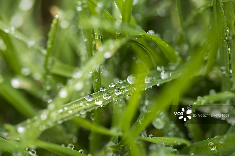 澳大利亚新南威尔士州彭里斯雨季期间的湿植物叶子特写图片素材