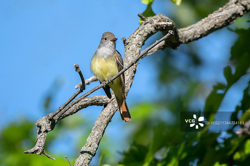 低角度拍摄：加拿大安大略省伦敦市，栖息在树枝上的鸣禽图片素材