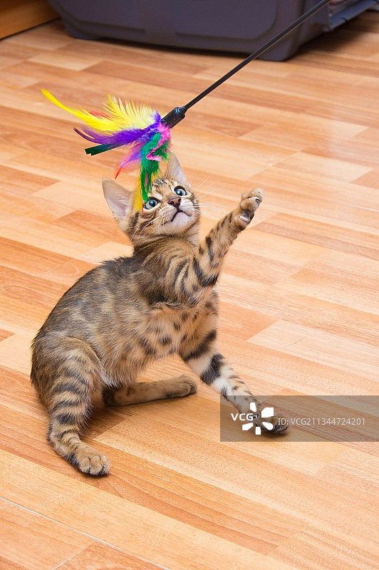 玩玩具的趣味孟加拉小花猫图片素材