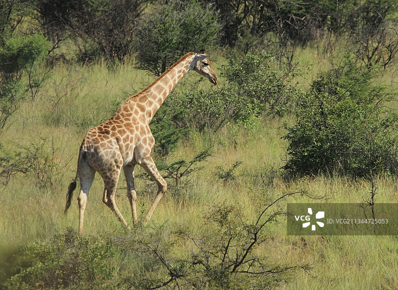 长颈鹿在草地上行走的侧视图，匹兰斯堡国家公园，南非图片素材