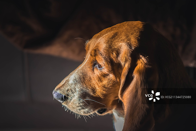 向远处看的比格犬特写图片素材