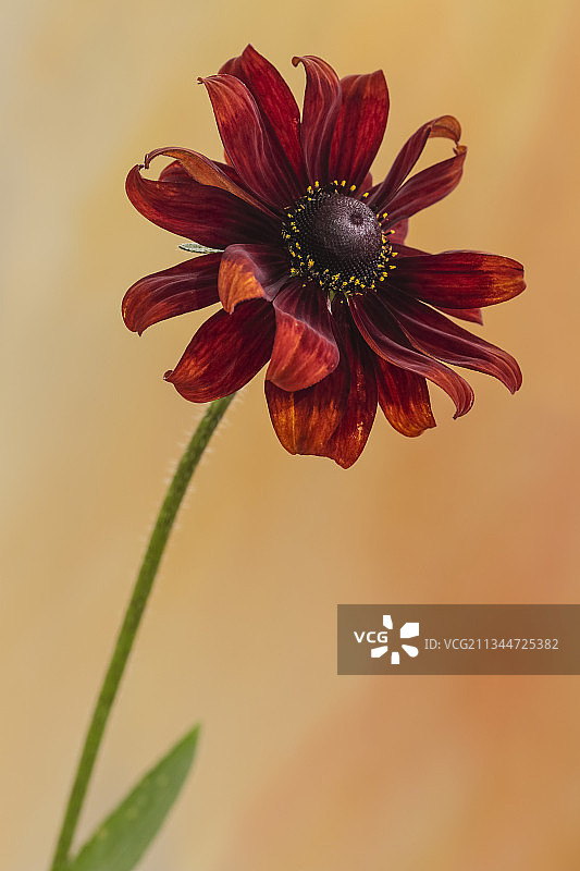 红色花朵特写，英国图片素材