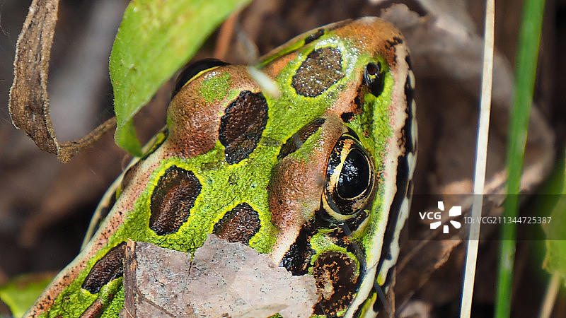植物上的蝴蝶特写，加拿大安大略省伦弗鲁图片素材