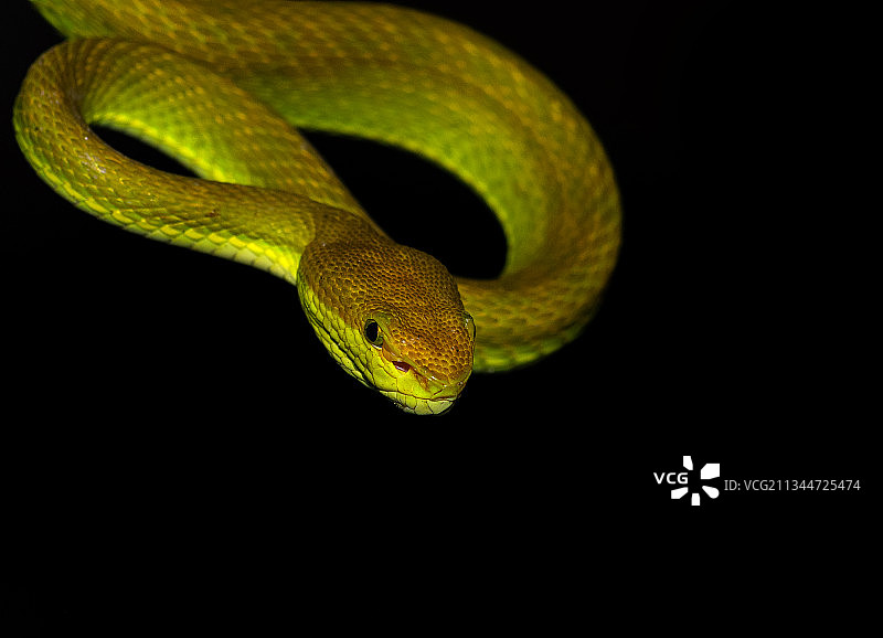 黑色背景下的蛇的特写图片素材