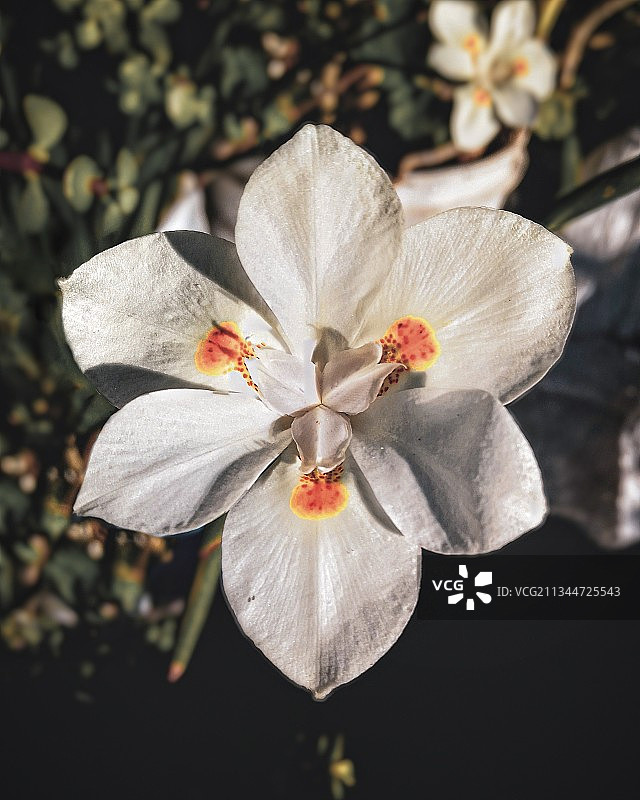 白色开花植物的特写图片素材