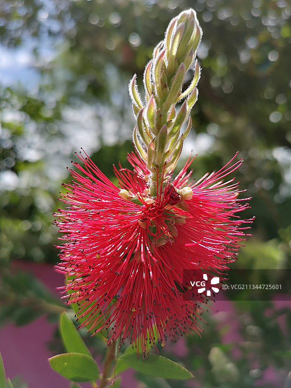 红色花朵的特写图片素材