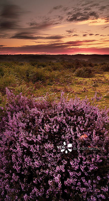 英国林德赫斯特的粉色花卉日落田野风光图片素材
