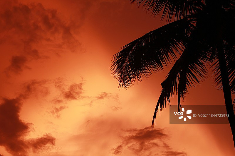 日落时分，印度喀拉拉邦棕榈树的剪影图片素材