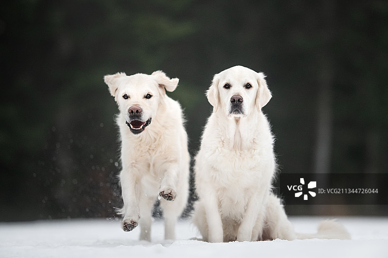 波兰凯尔采雪地上的狗狗肖像图片素材