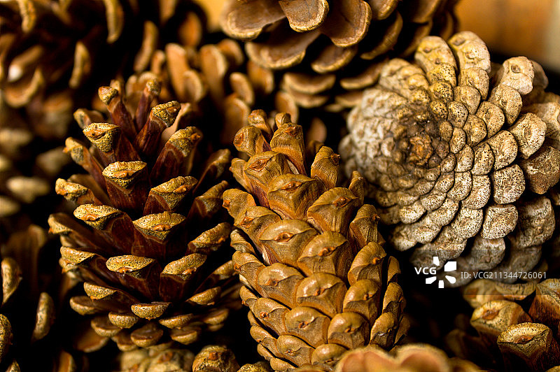 伯克郡的松果特写图片素材