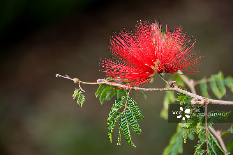 红色花朵的特写图片素材
