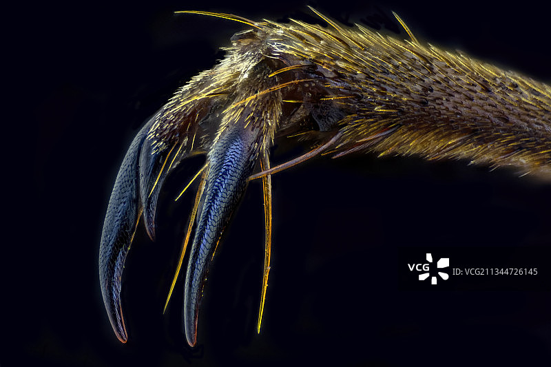 英国伦敦黑色背景下的昆虫特写镜头图片素材