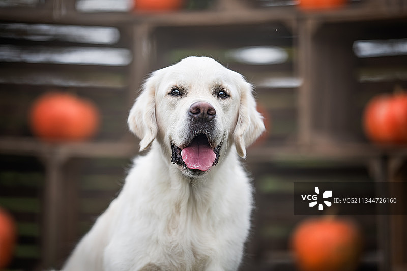 在波兰凯尔采家中坐着的金毛猎犬肖像图片素材
