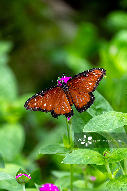 蝴蝶在植物上的特写图片素材