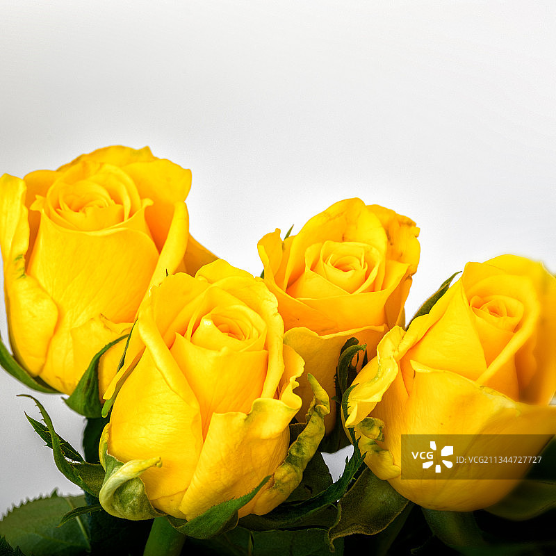 特写：白色背景下的黄色玫瑰花图片素材