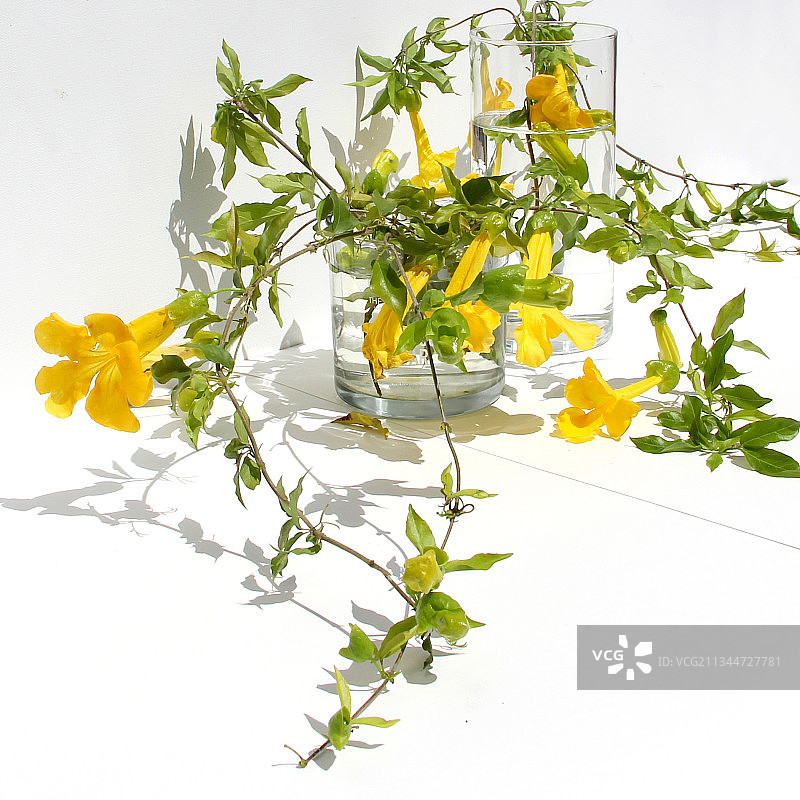 白色背景下的黄色花朵特写图片素材