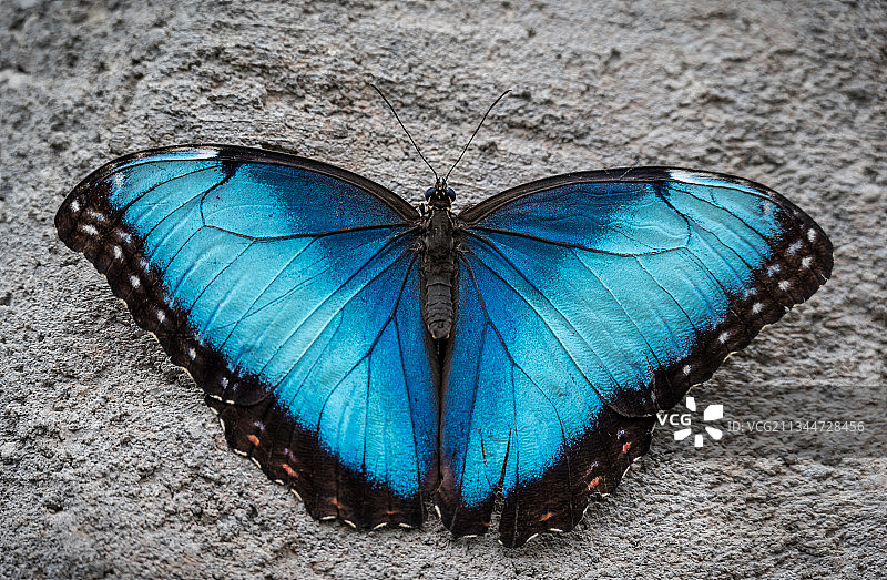 树叶上的蓝色蝴蝶俯视图图片素材
