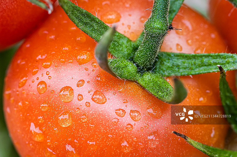 荷兰奥特马瑟姆的湿红甜椒特写图片素材