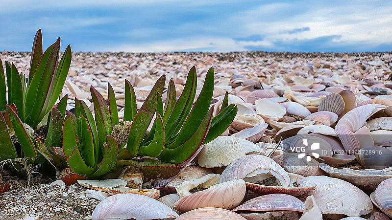 仙人掌植物特写，拉斯康奇利亚斯海滩，阿根廷图片素材