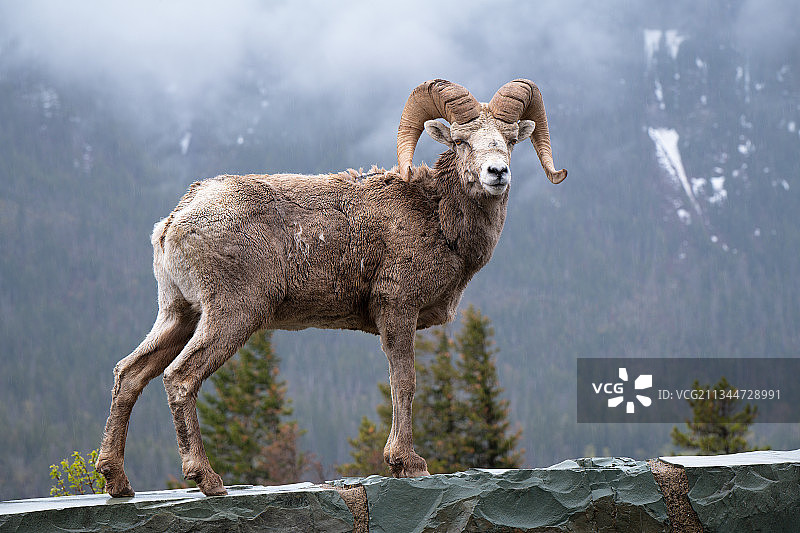 冬季站在上的羊肖像，冰川国家公园，蒙大拿州，美国图片素材