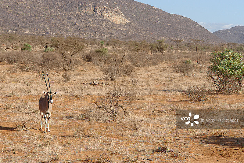 菲利贝托·斯特拉扎里，肯尼亚马萨比特郡桑布鲁图片素材