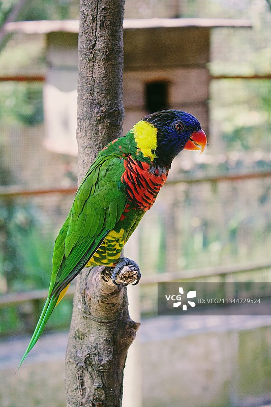 马来西亚吉隆坡，彩虹鹦鹉栖息在树枝上的特写图片素材