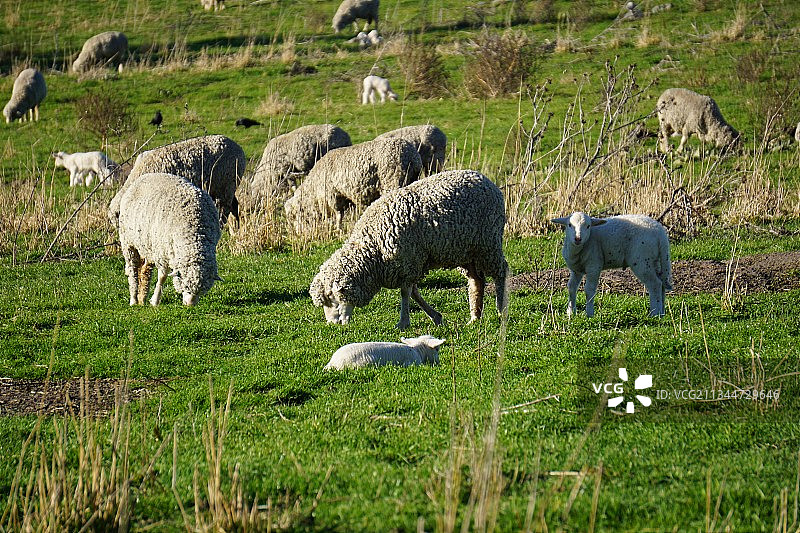 高角度拍摄：绵羊在澳大利亚首都领地Coree的草地上吃草图片素材
