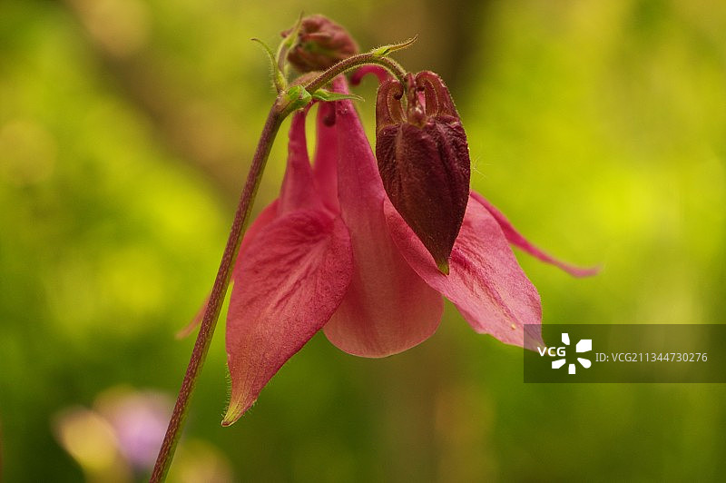 粉色植物花卉特写，乌克兰图片素材