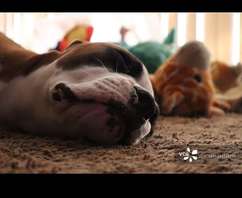 新里奇港家中地毯上休息的纯种狗，美国图片素材