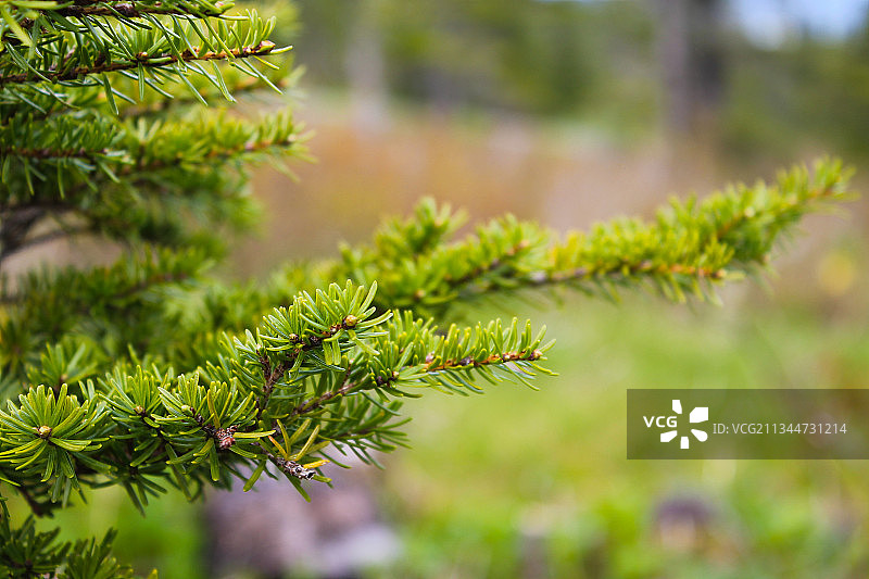 美国阿拉斯加州朱诺松树特写图片素材