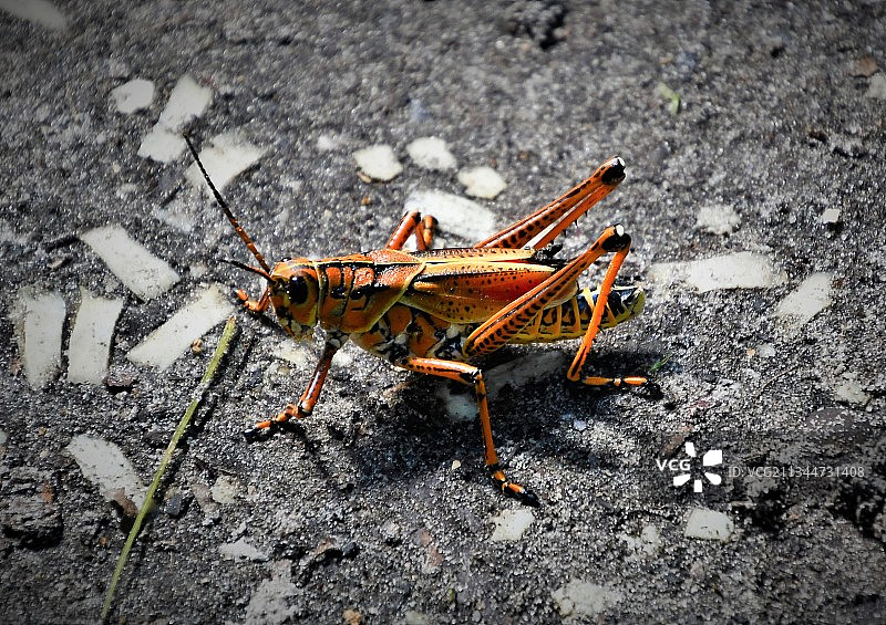 佛罗里达州雅芳公园路面上的昆虫俯视图，美国图片素材