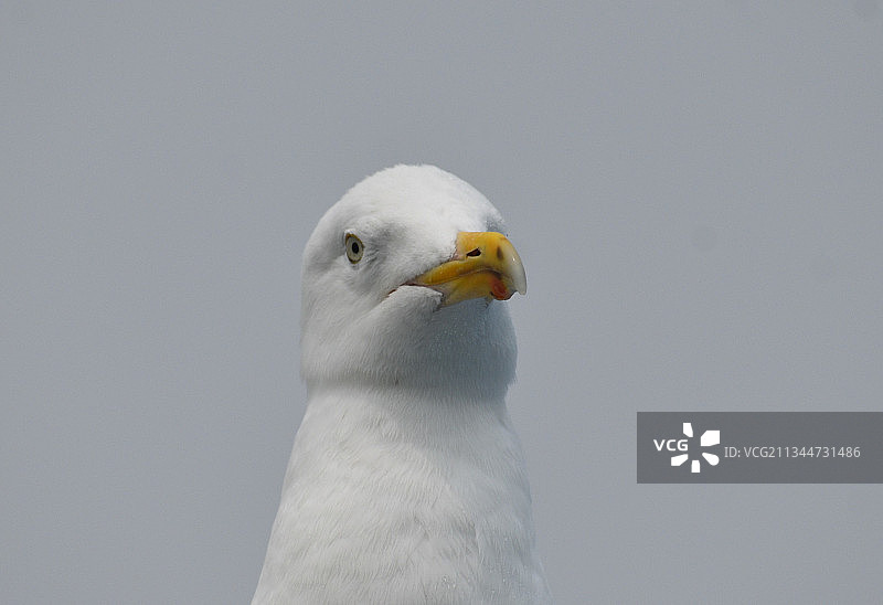 美国缅因州老果园海滩海鸥特写图片素材