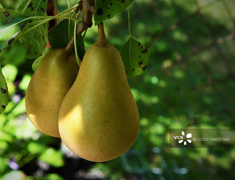 树上梨子特写图片素材