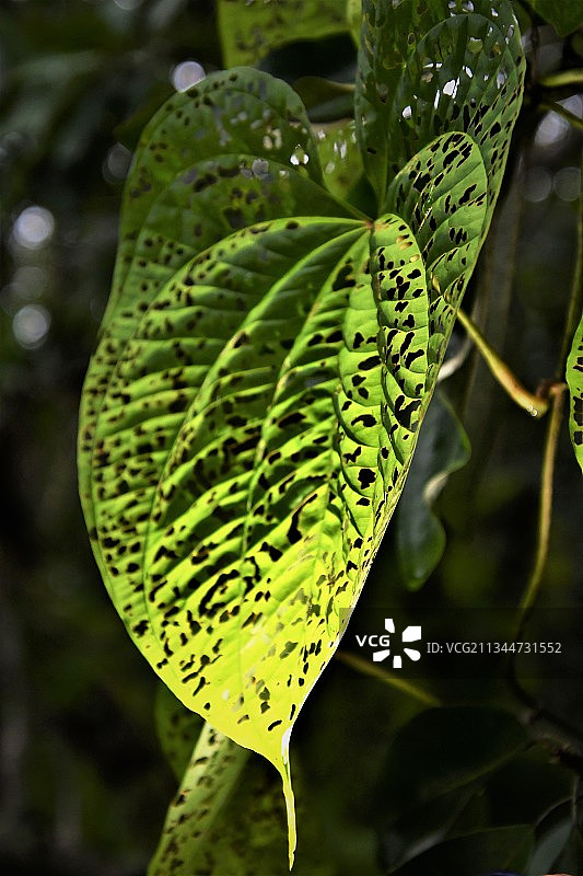 绿色树叶特写，美国佛罗里达州锡布灵图片素材