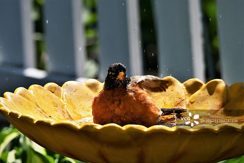 美国俄亥俄州凯霍加瀑布的潮湿的黄色知更鸟特写图片素材