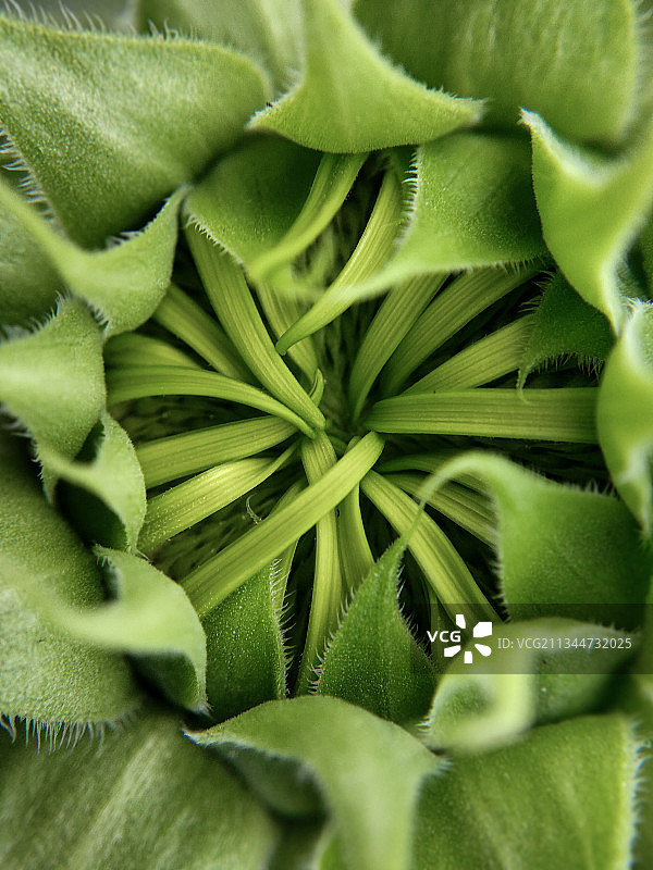 植物的全帧拍摄图片素材