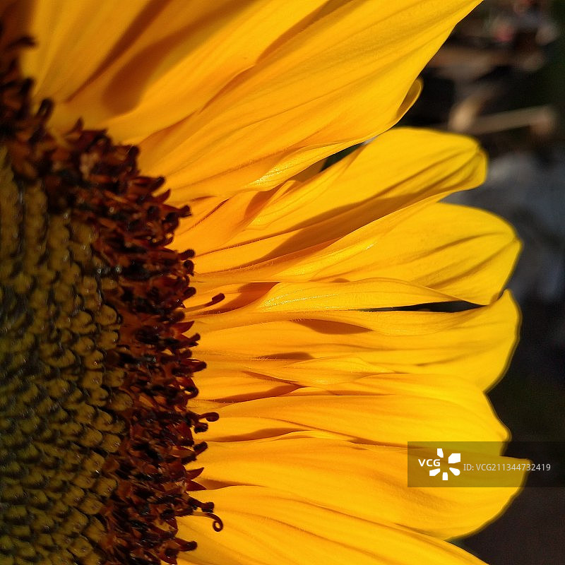 澳大利亚新南威尔士州库马的向日葵特写图片素材