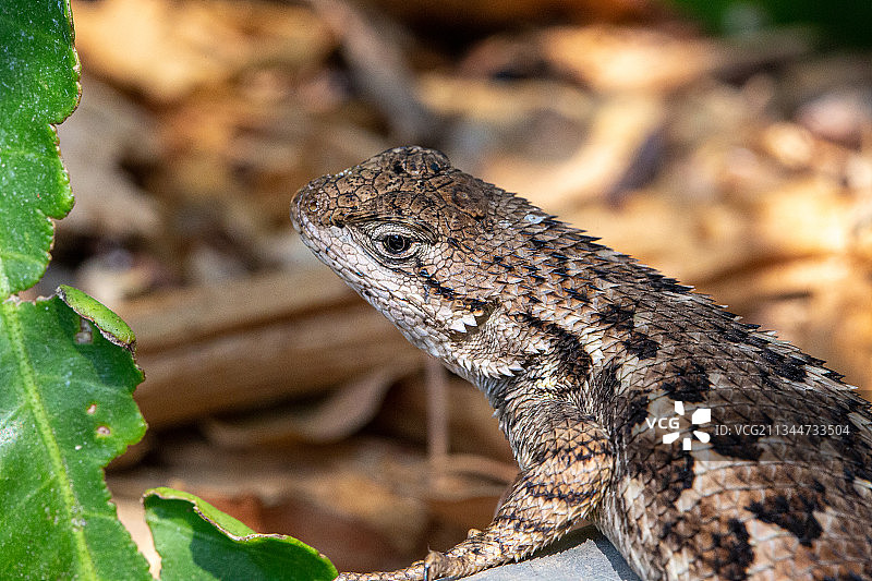 美国加利福尼亚州奥克兰，岩石上的鬣蜥特写图片素材