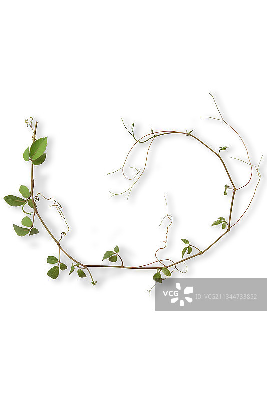 白色背景植物特写图片素材