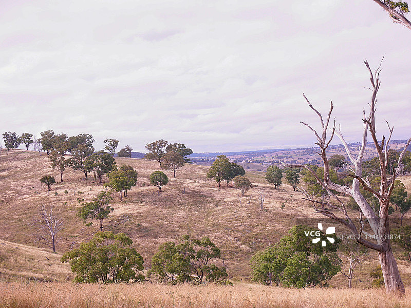澳大利亚新南威尔士州巴瑟斯特田野上的树木图片素材