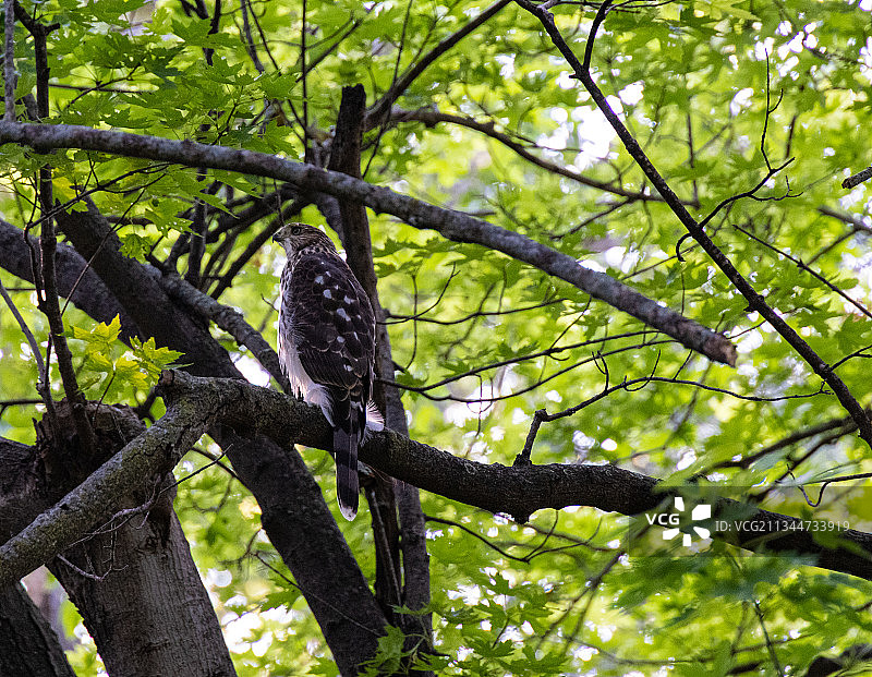 美国内布拉斯加州本宁顿栖息在树上的猫头鹰仰视角度照片图片素材
