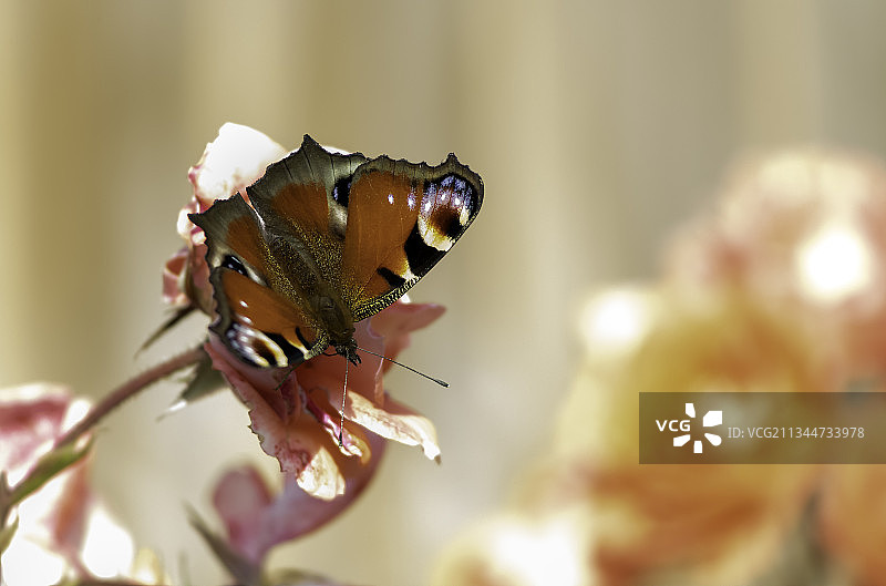 蝴蝶在花上采蜜特写，英国罗切斯特图片素材
