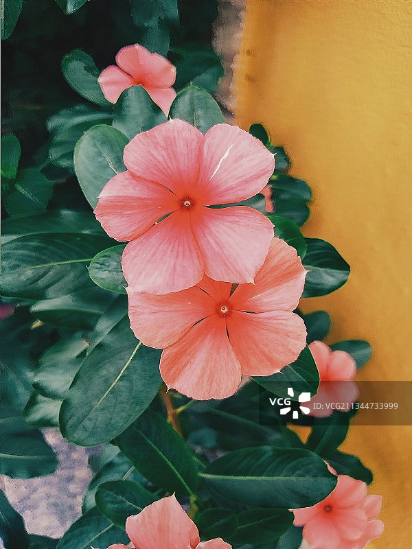 巴西境内的开花植物特写图片素材