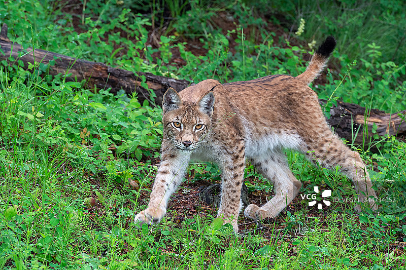 美国草地上的一只小猎豹图片素材
