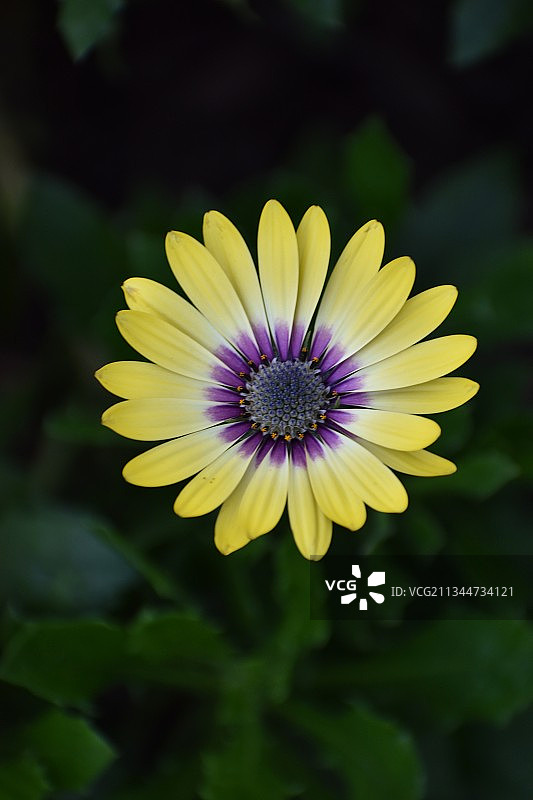 紫色花朵的特写图片素材