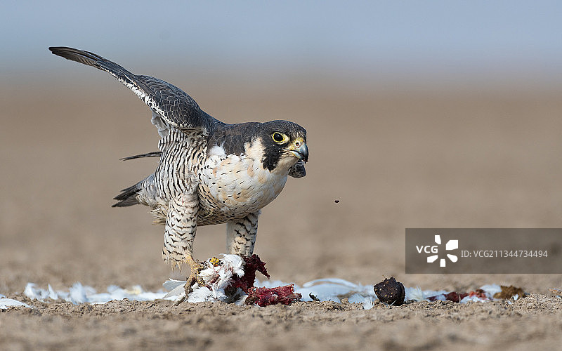 栖息在沙滩上的猛禽特写图片素材